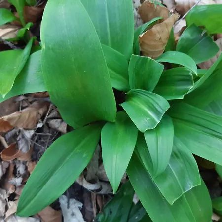 Goforest - 150y Old Vintage Balaton - Max 6 Person Lejlighed Varvolgy