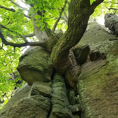 Goforest - 150y Old Vintage Balaton - Max 6 Person * Varvolgy