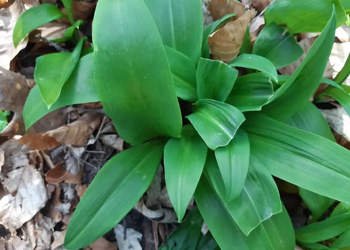 Goforest - 150y Old Vintage Balaton - Max 6 Person شقة Varvolgy