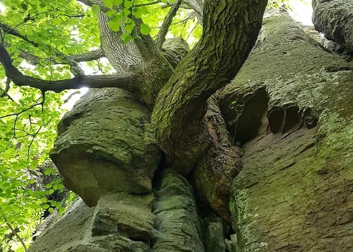 Goforest - 150y Old Vintage Balaton - Max 6 Person * Varvolgy